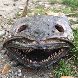 Fundraising Page: Bob Nesson